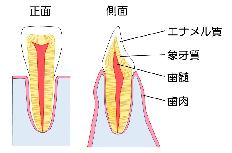 tooth1.jpg