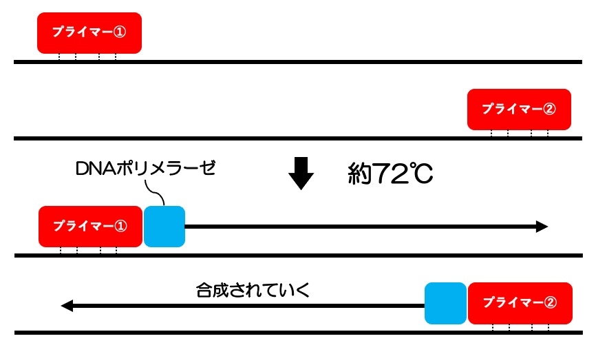 https://houigaku.blog/houigakublog/PCR3.jpg