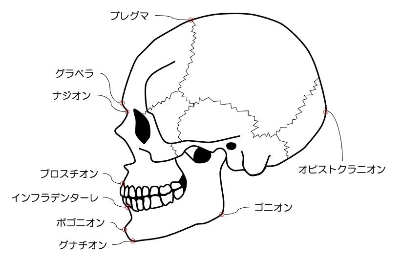 https://houigaku.blog/houigakublog/cranium1.jpg