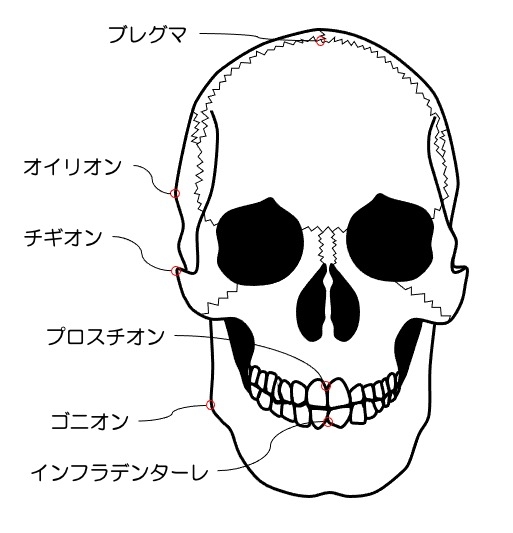 https://houigaku.blog/houigakublog/cranium2.jpg