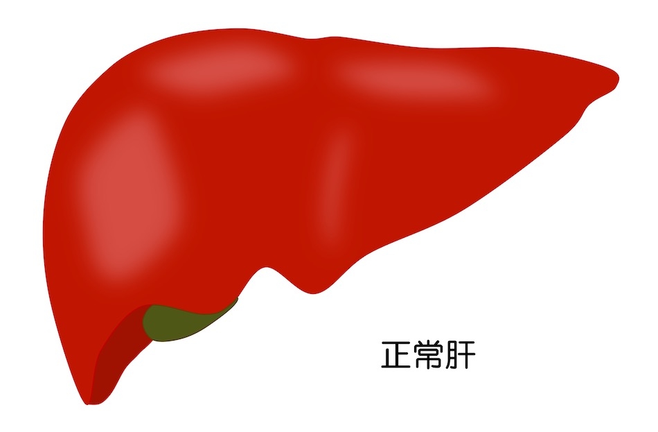 https://houigaku.blog/houigakublog/liver.jpg