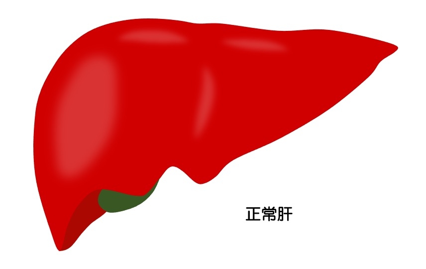 https://houigaku.blog/houigakublog/normal_liver.jpg