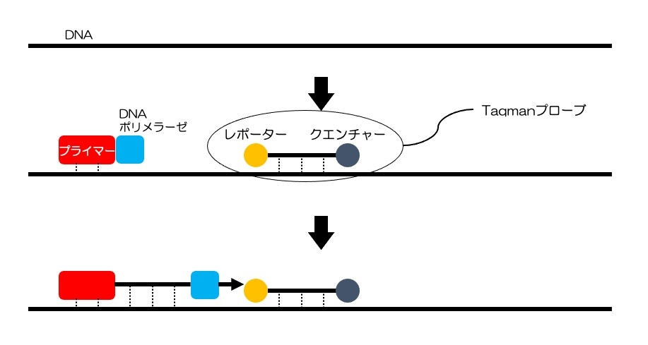 https://houigaku.blog/houigakublog/realtime-PCR2.jpg