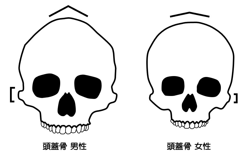 https://houigaku.blog/houigakublog/skull1.jpg