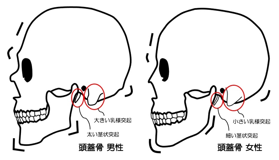 https://houigaku.blog/houigakublog/skull2.jpg
