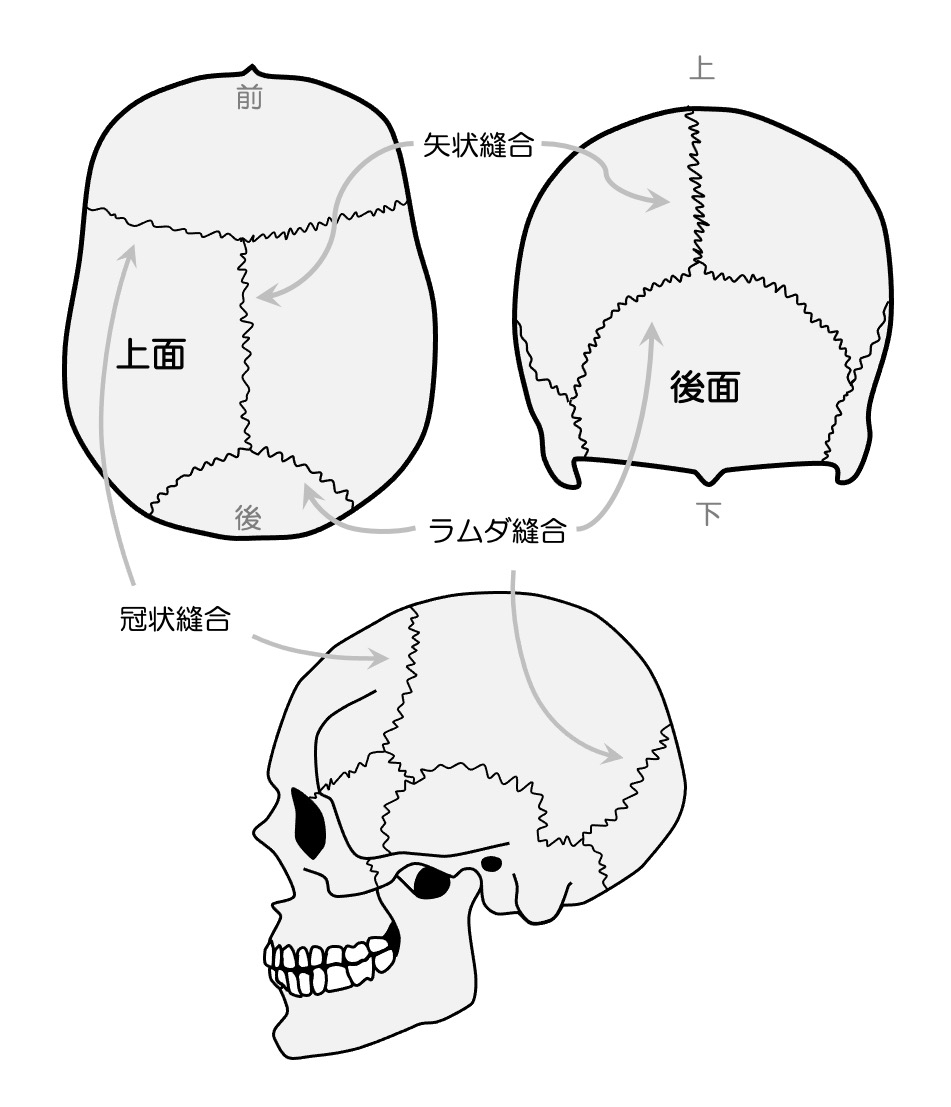 https://houigaku.blog/houigakublog/suture1.jpg